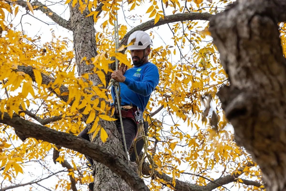 Skilled Tree Planing crew working in Perrysville